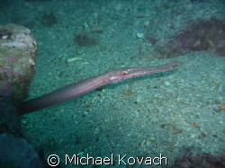 Trumpet fish on Lighthouse ledge out of Hillsboro Inlet by Michael Kovach 